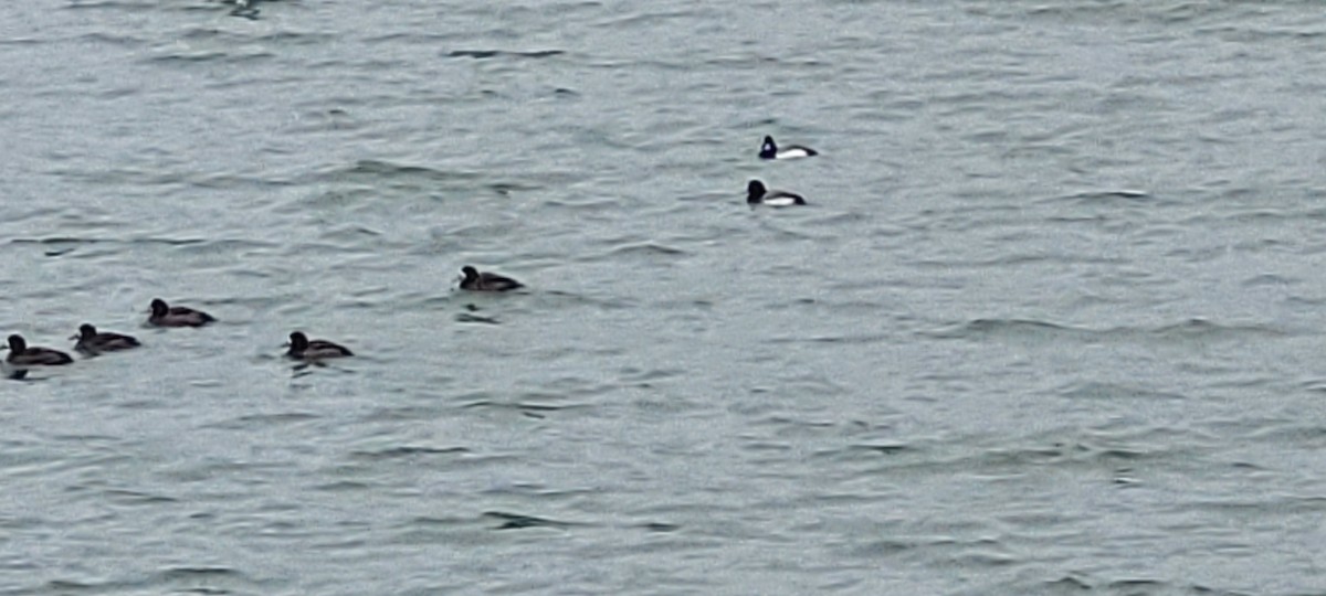 Greater Scaup - ML651586969