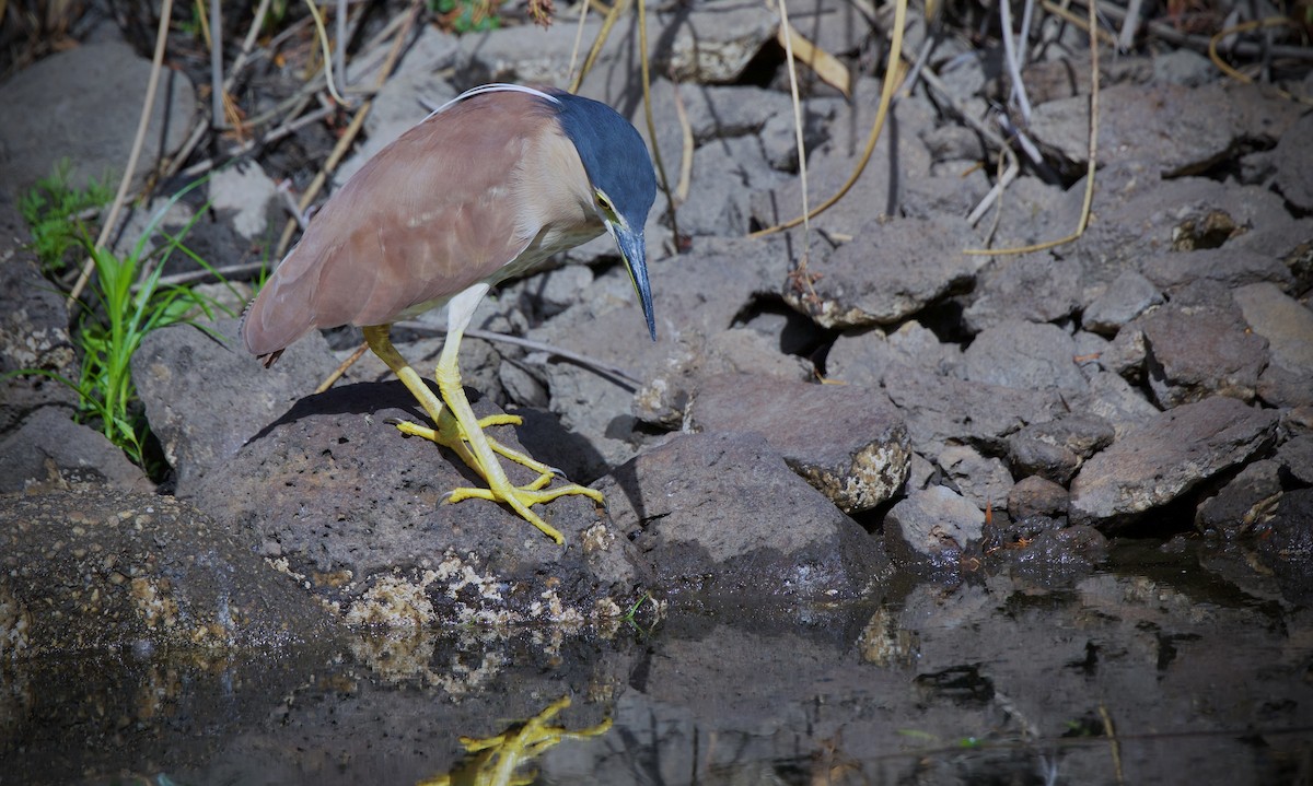 Nankeen Night Heron - ML651587309
