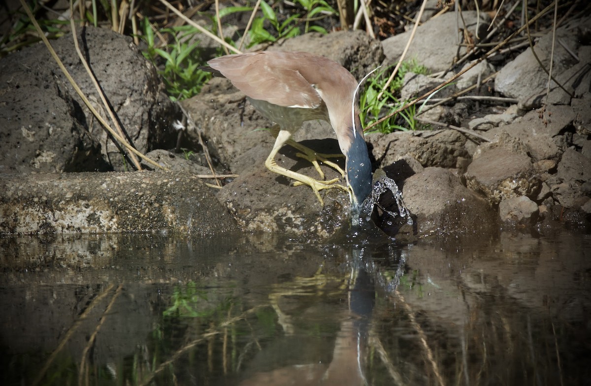Nankeen Night Heron - ML651587321