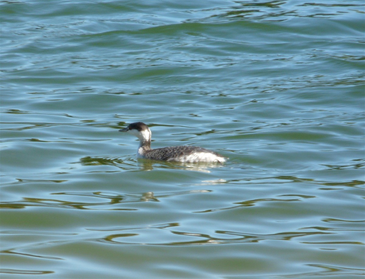eBird Checklist - 14 Nov 2008 - Apollo Park - 7 species