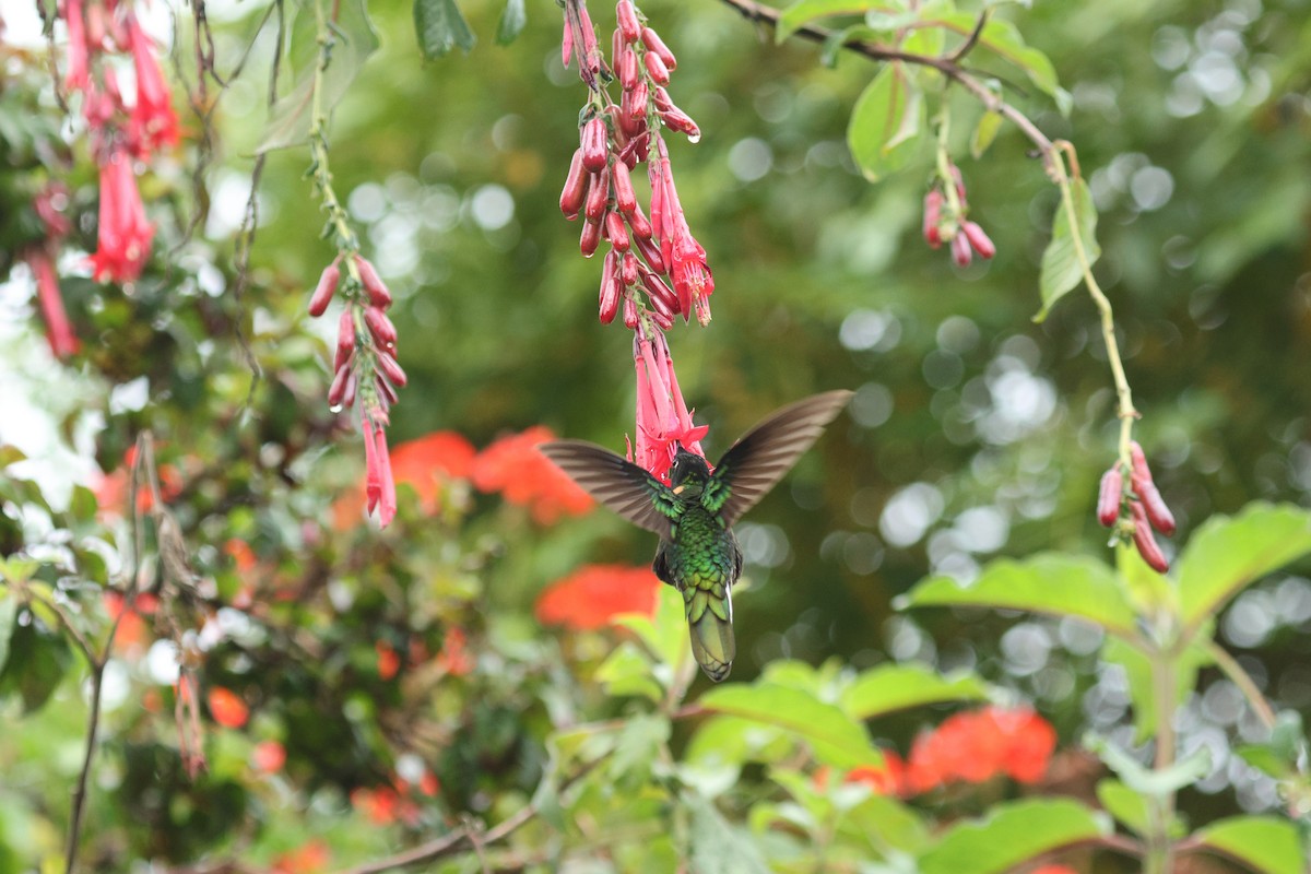 Gould's Inca - ML651587724