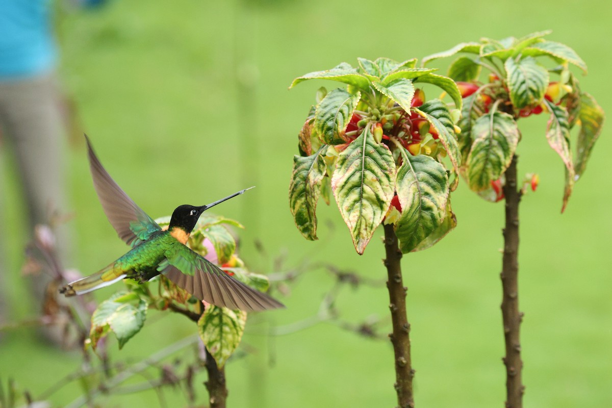 Gould's Inca - ML651587725