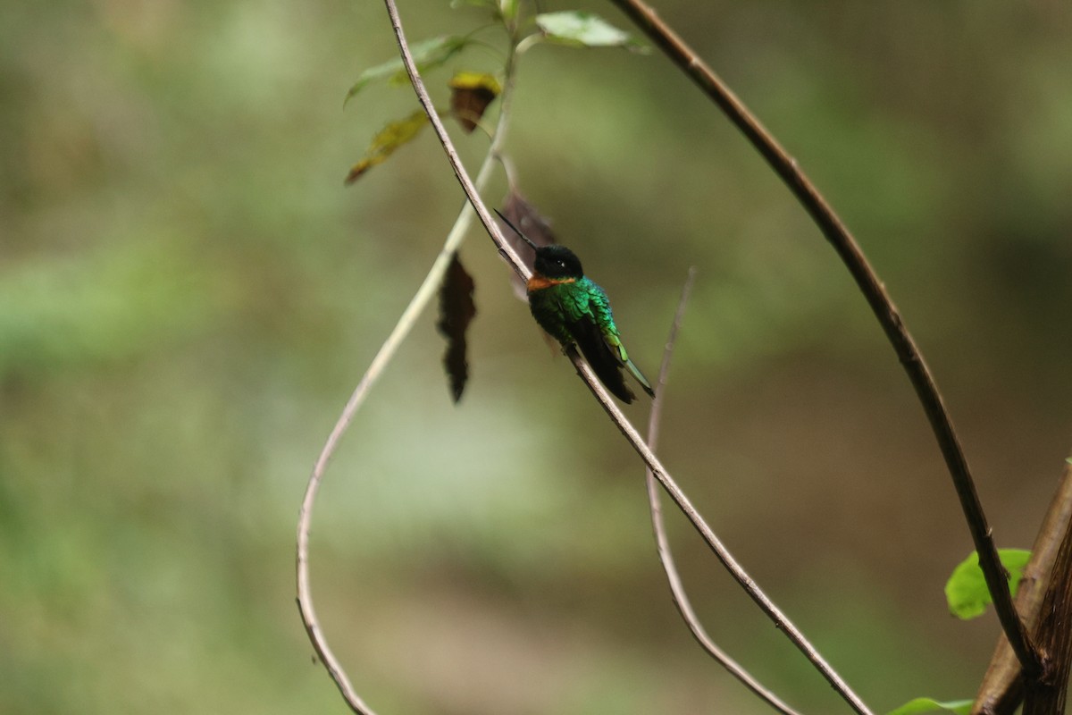 Gould's Inca - ML651587726