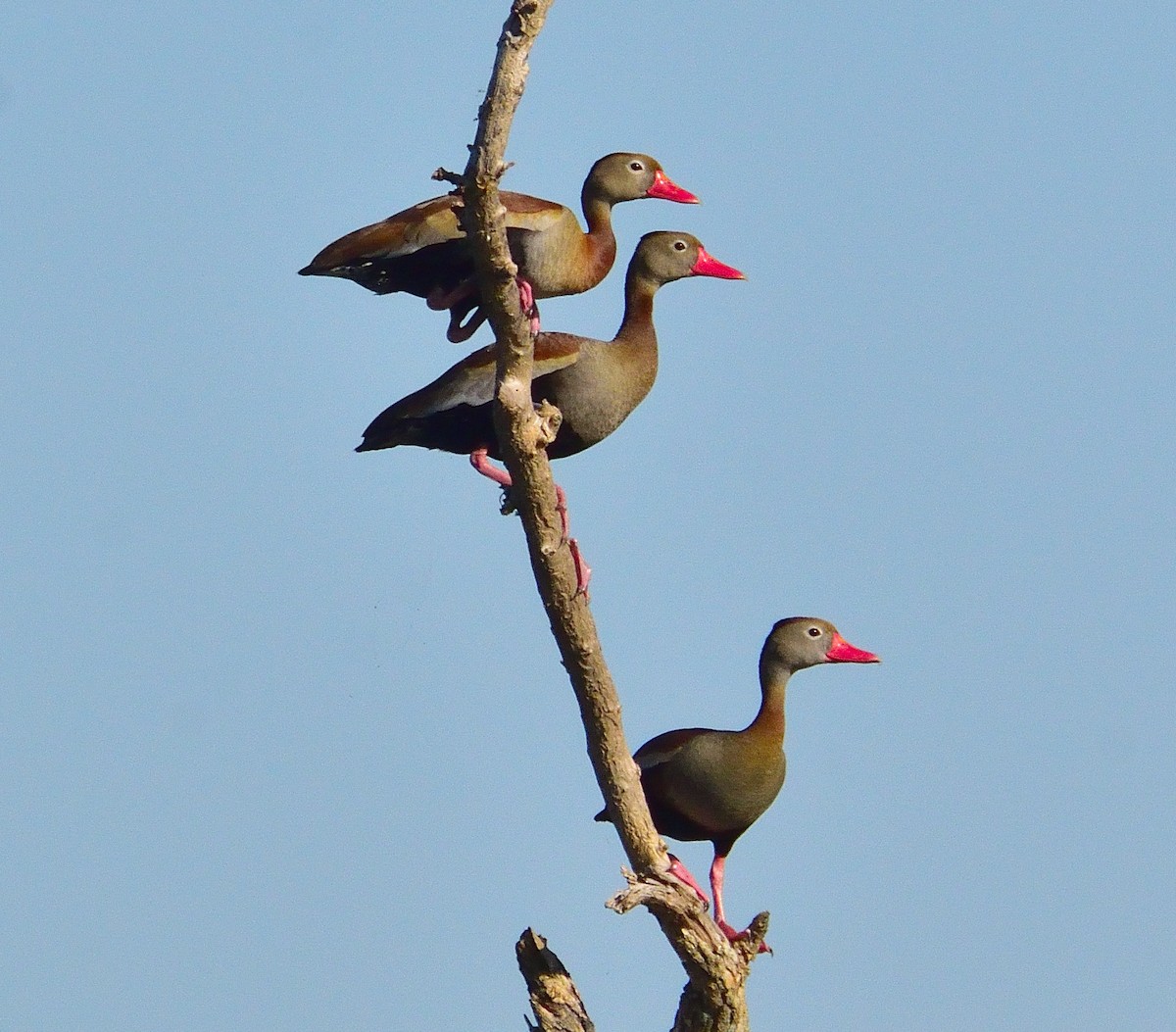 eBird Checklist - 27 Nov 2025 - Reserva Natural Don Luis - 48 species