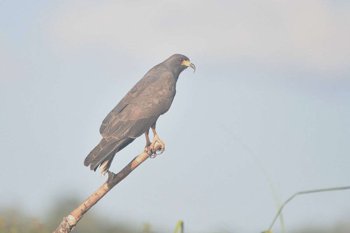Schneckenbussard - ML651589522