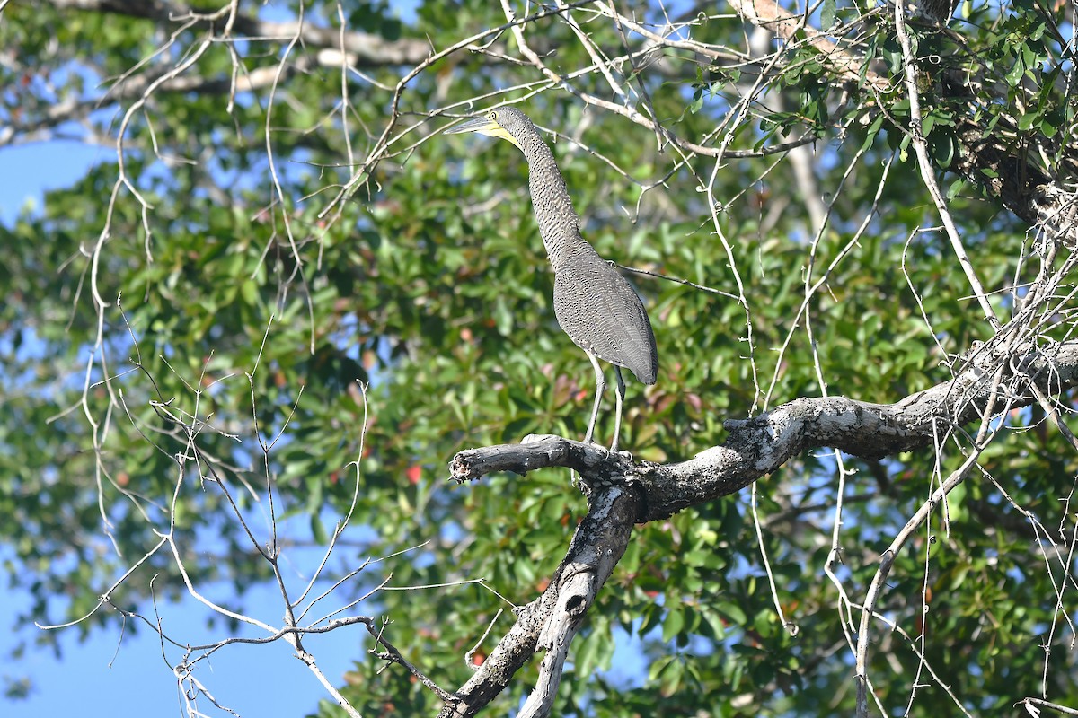 Nacktkehlreiher - ML651589536
