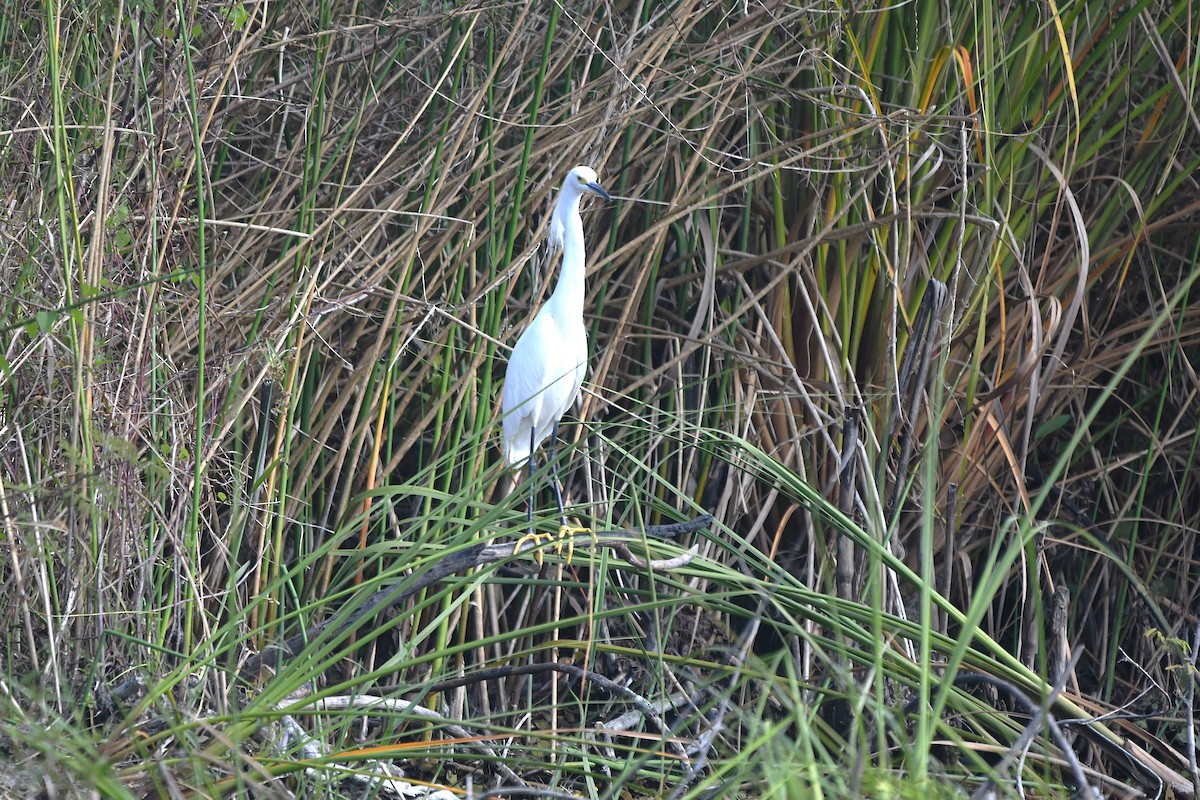 Schmuckreiher - ML651589547