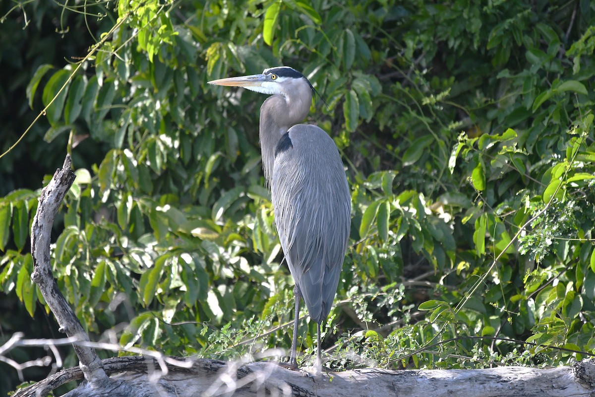 Kanadareiher - ML651589692