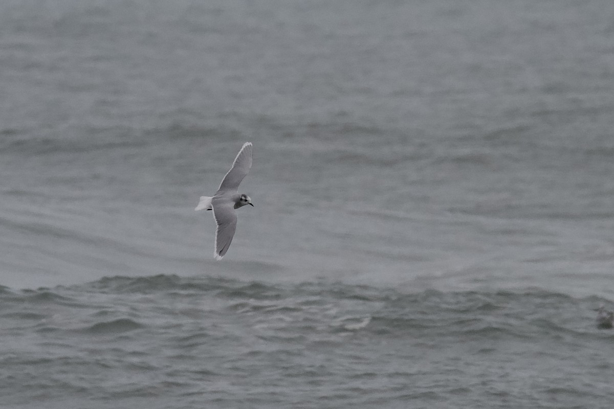 Little Gull - ML651590425