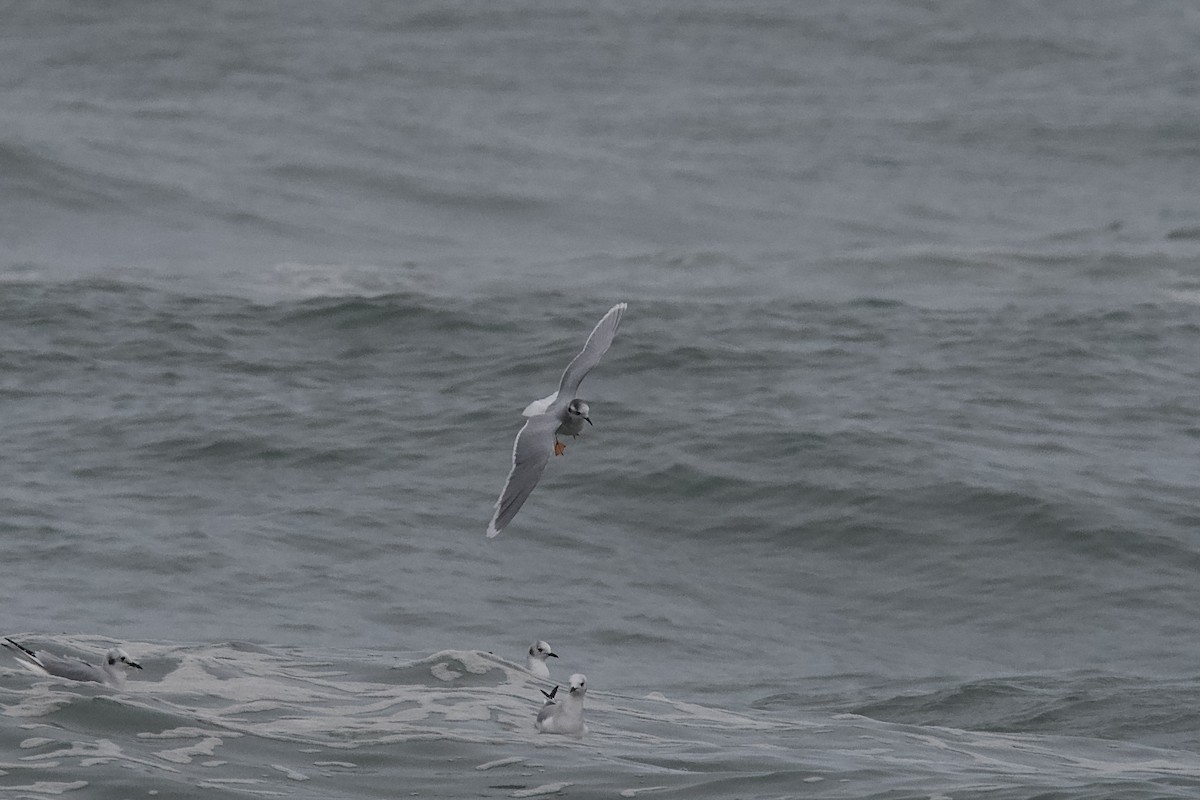Little Gull - ML651590426