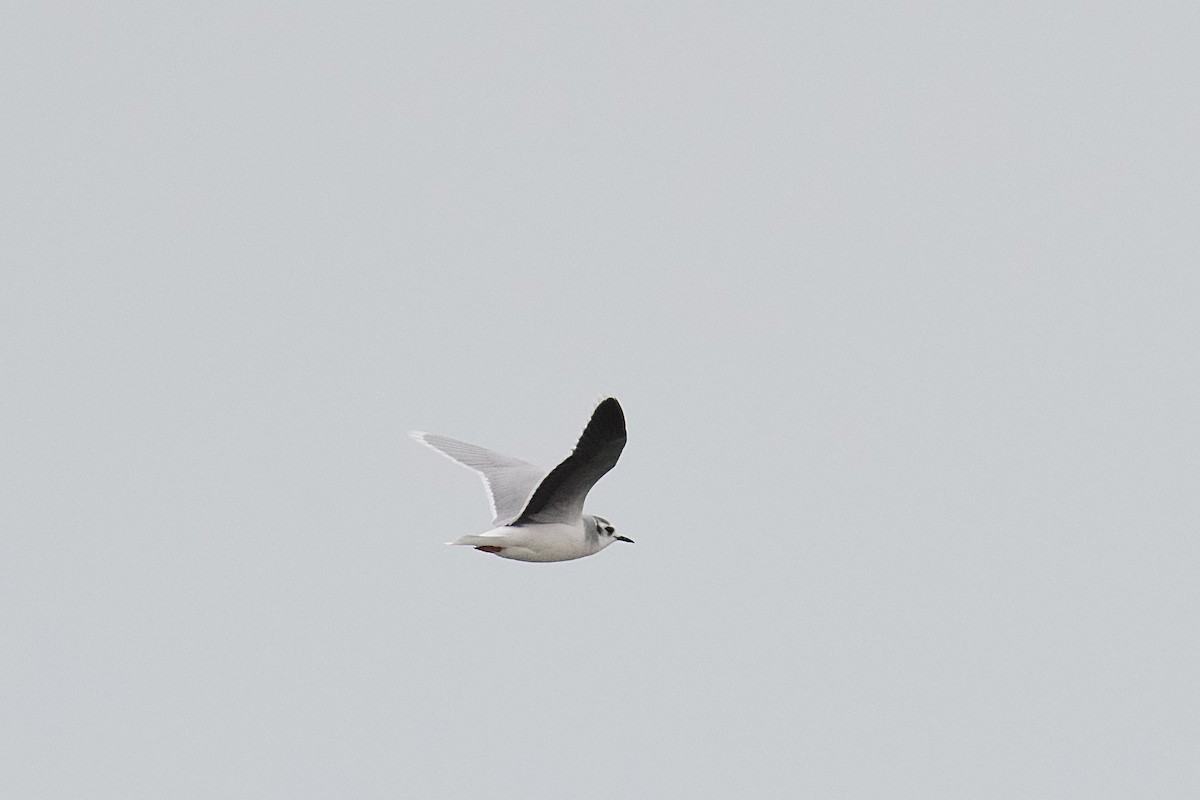 Little Gull - ML651590437