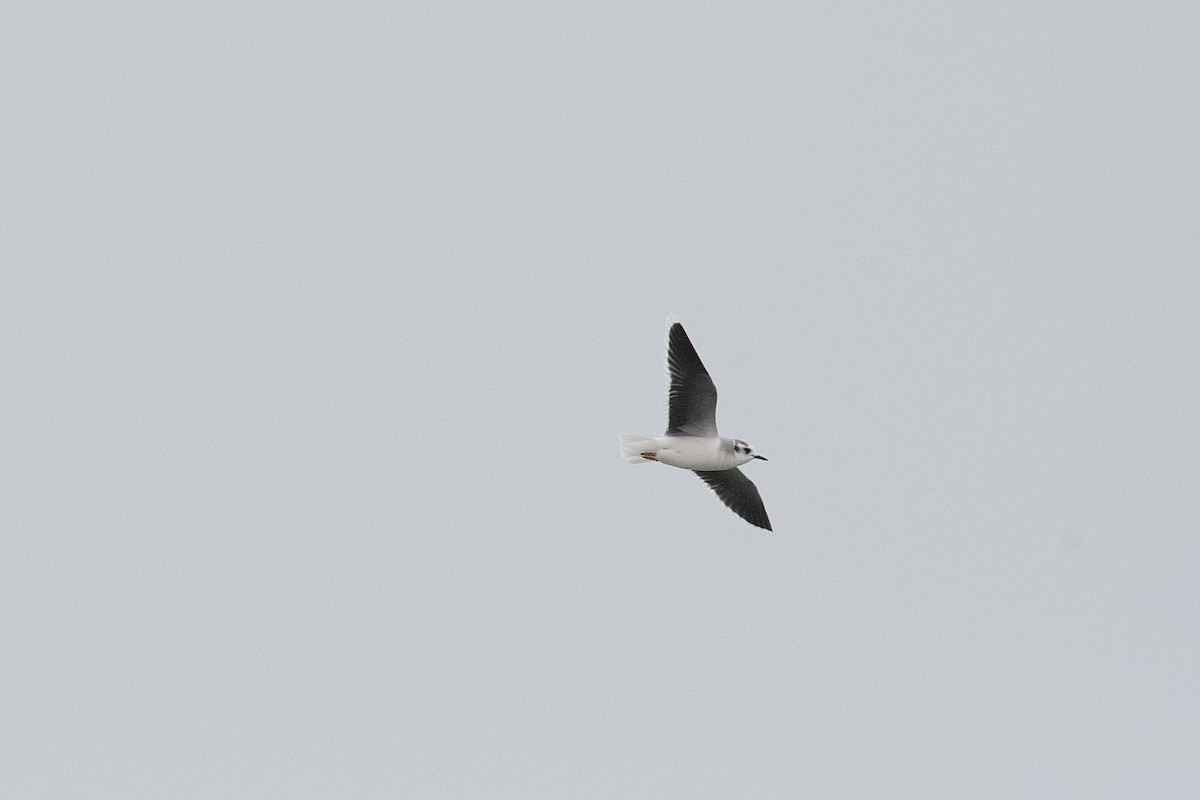 Little Gull - ML651590438