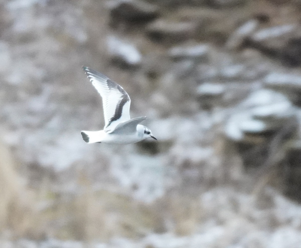 Little Gull - ML651591875