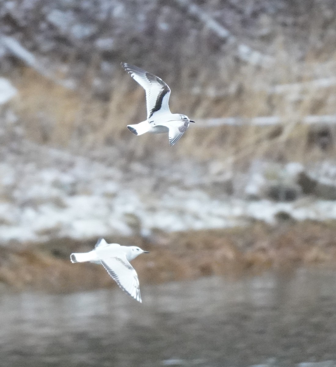 Little Gull - ML651591876
