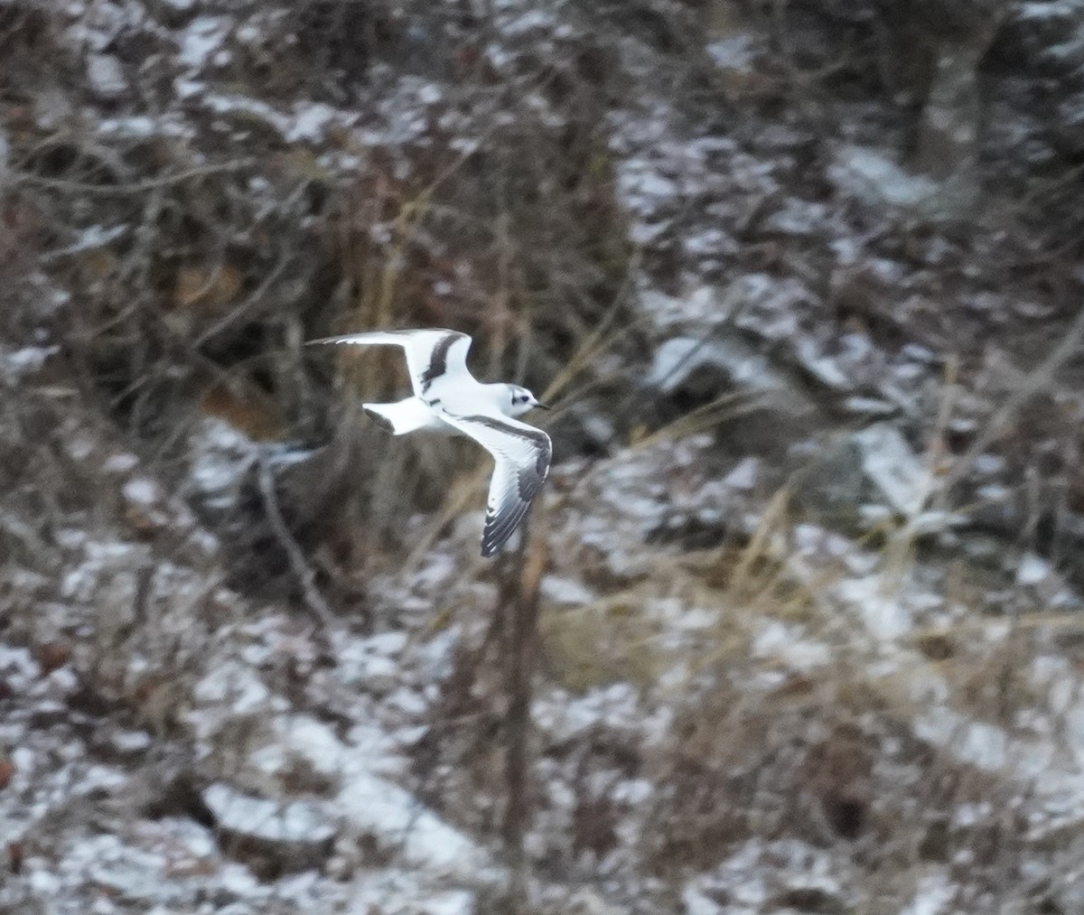 Little Gull - ML651591890