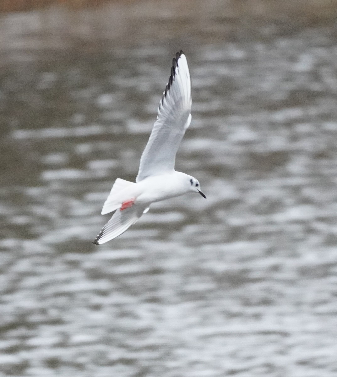 Bonaparte's Gull - ML651591891