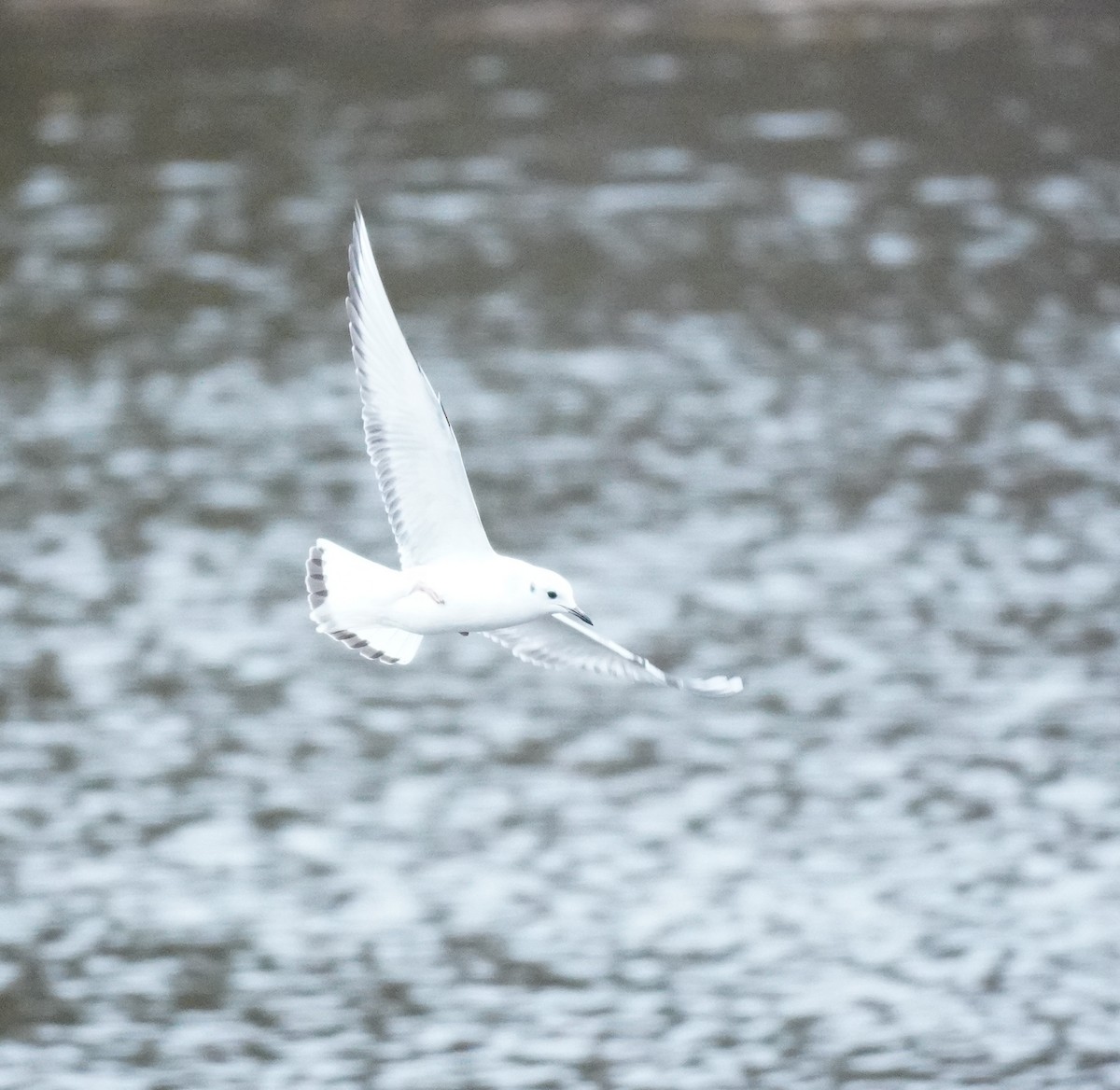 Bonaparte's Gull - ML651591892