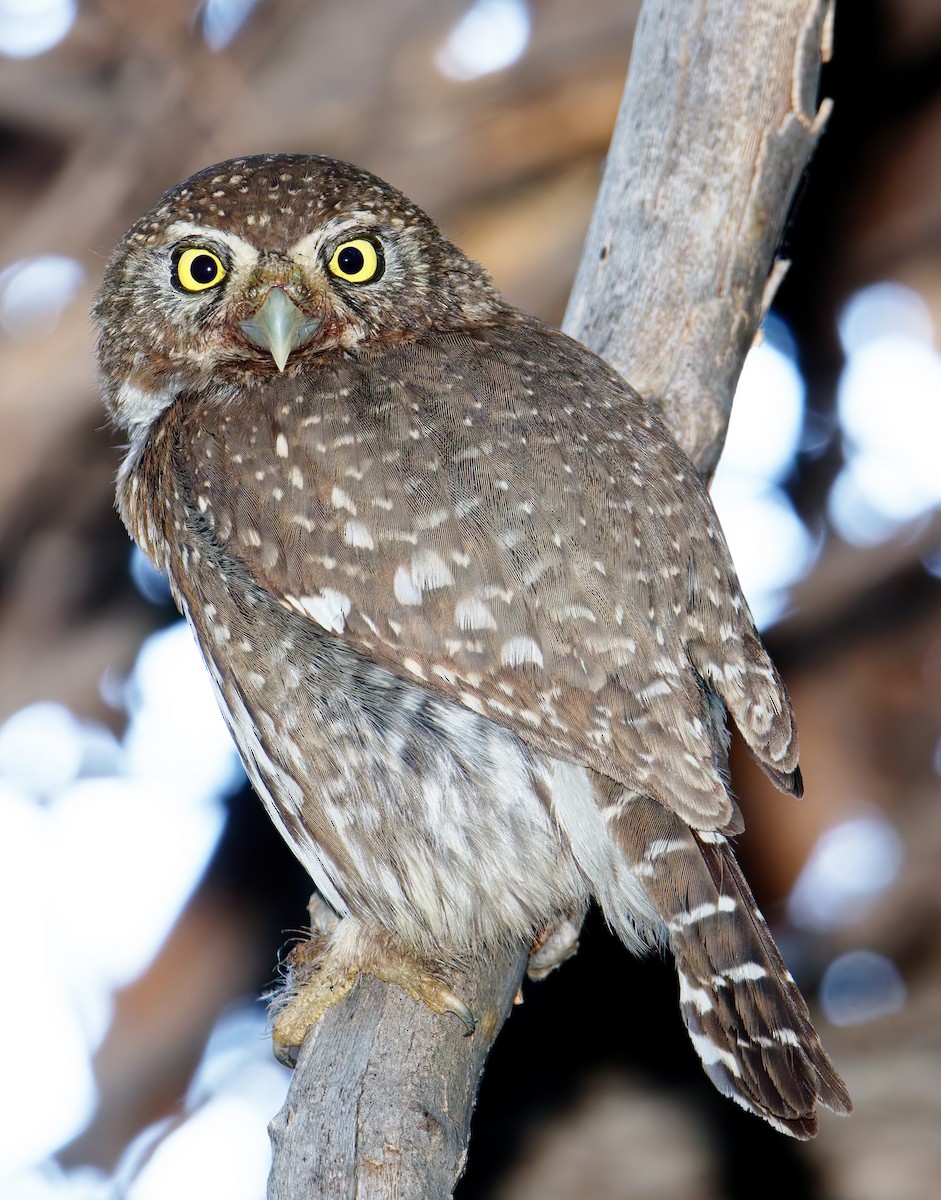 Northern Pygmy-Owl (Pacific) - ML651592866