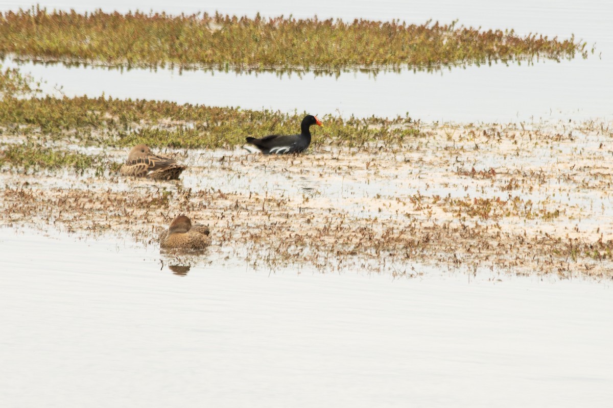 Common Gallinule - ML651593504