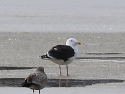 オオカモメ - ML651593606