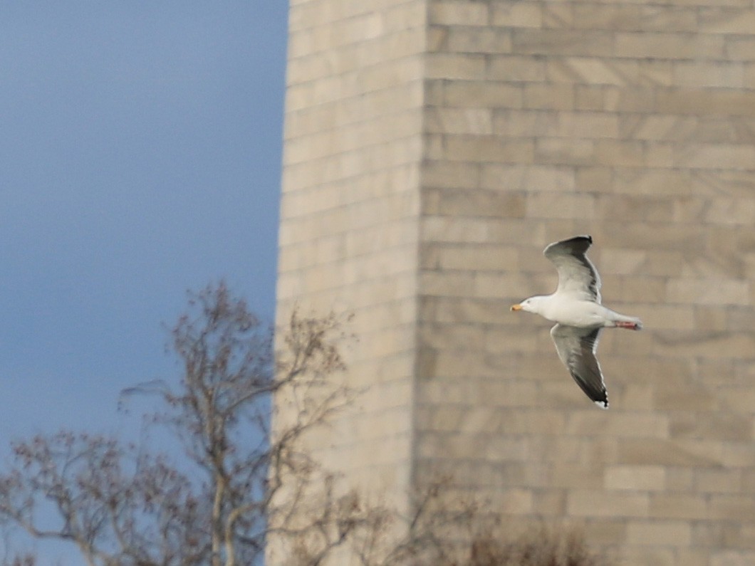 オオカモメ - ML651593630