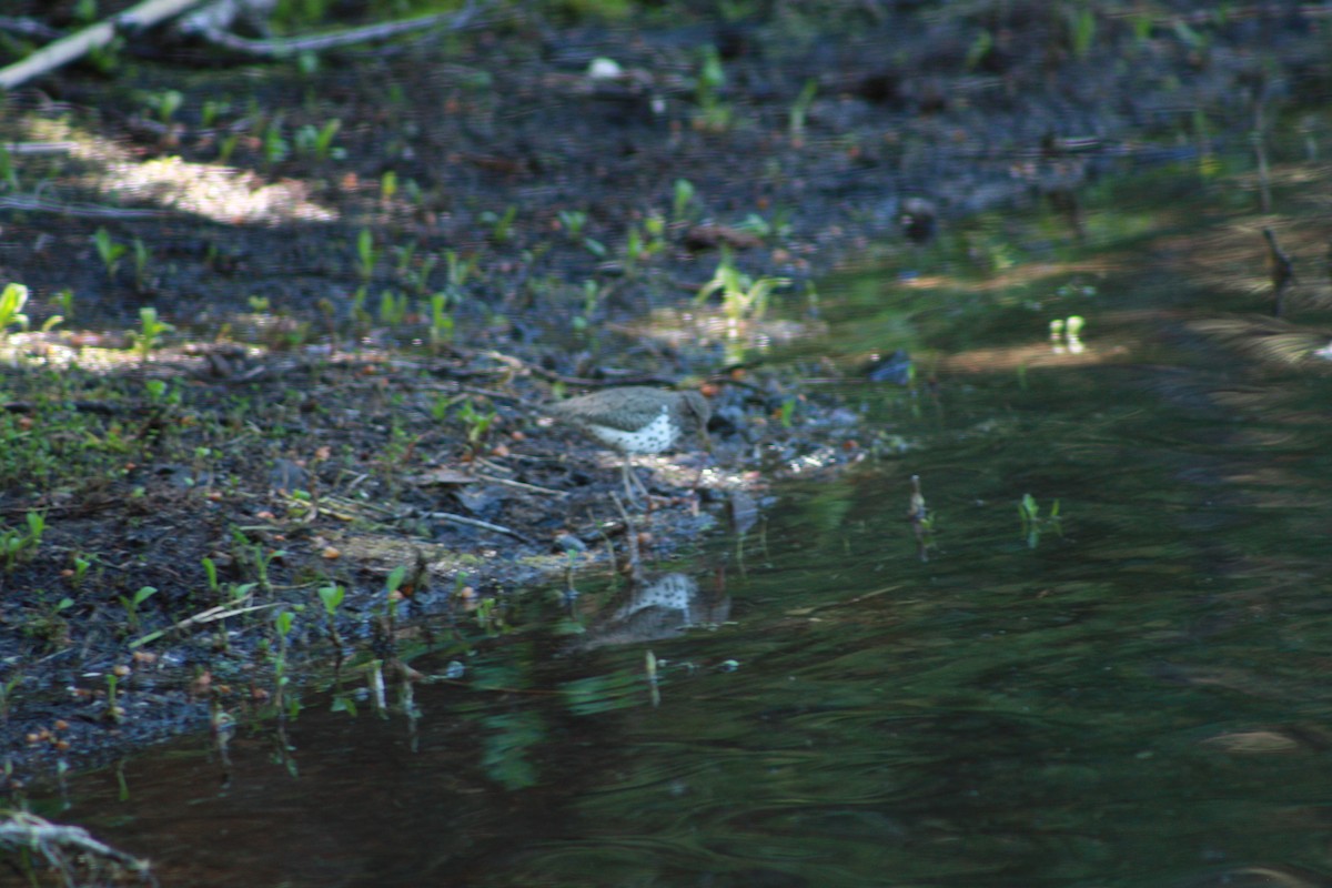 Spotted Sandpiper - Gabriel Sandoval