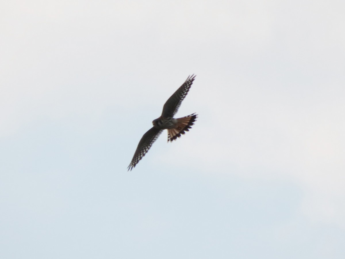 American Kestrel - ML65159451