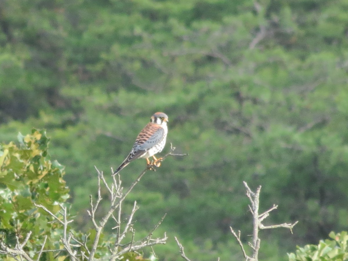 American Kestrel - ML65159471