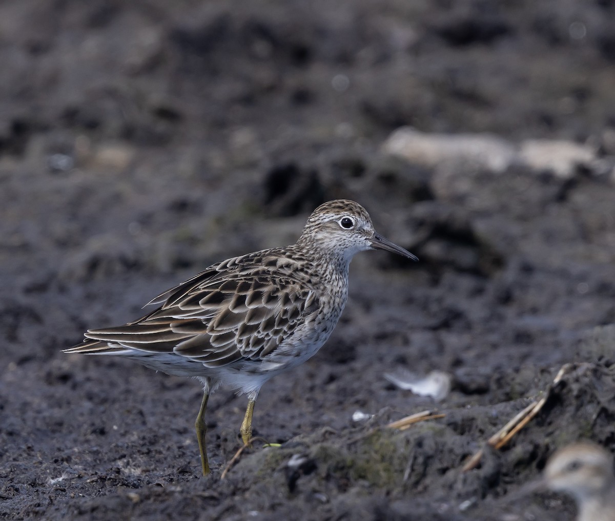 eBird Checklist - 24 Feb 2026 - Lake Innes Nature Reserve - 24 species