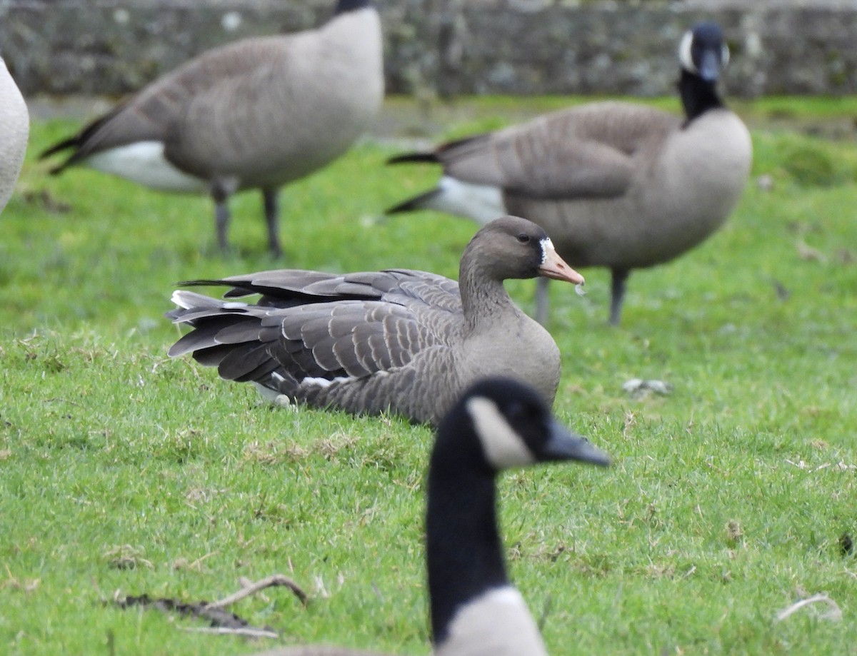 Greater White-fronted Goose - ML651595671