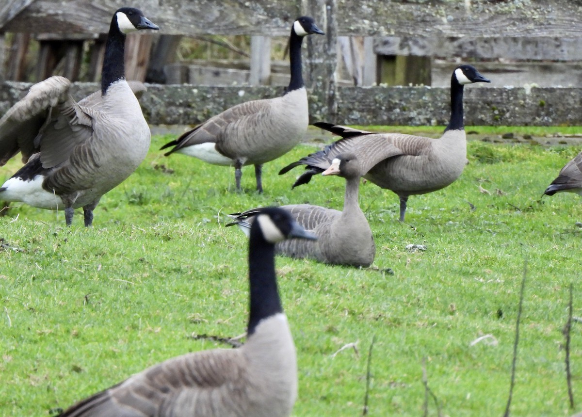 Greater White-fronted Goose - ML651595672