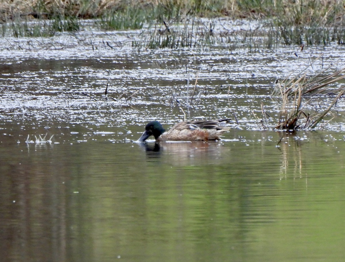 Northern Shoveler - ML651595706