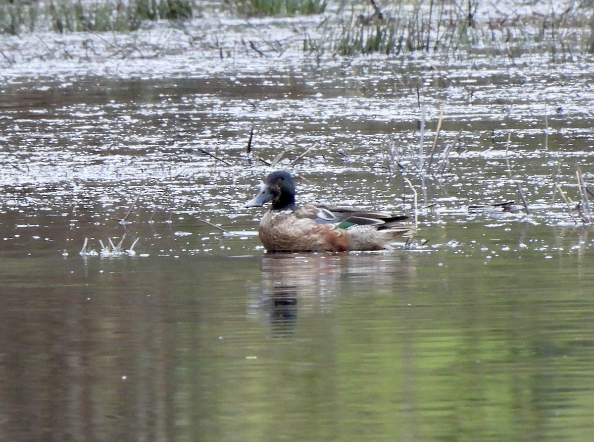 Northern Shoveler - ML651595707