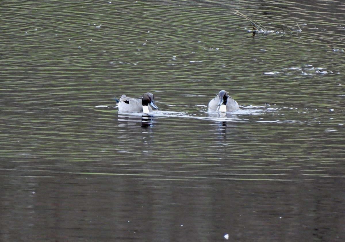 Northern Pintail - ML651595715