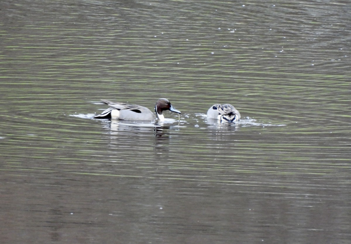 Northern Pintail - ML651595716