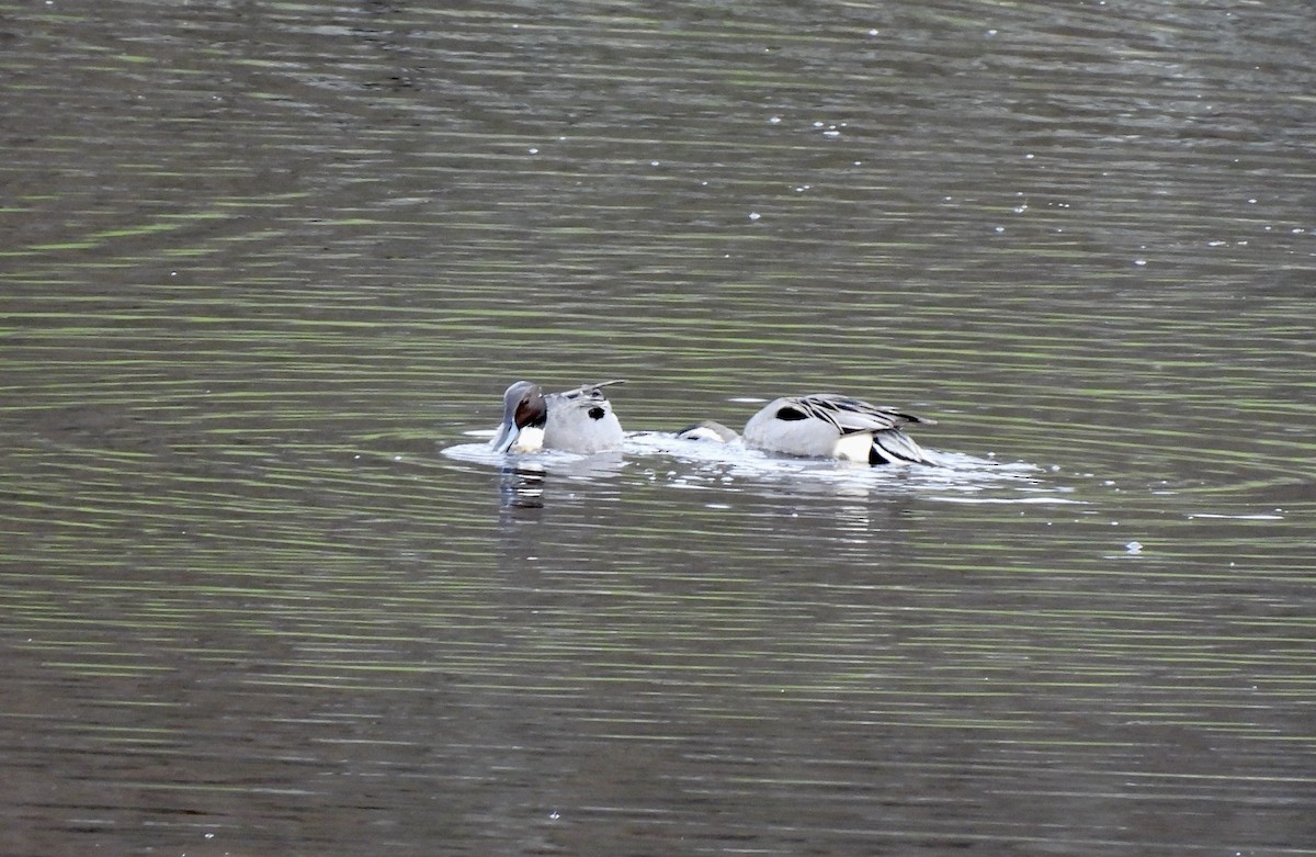 Northern Pintail - ML651595717