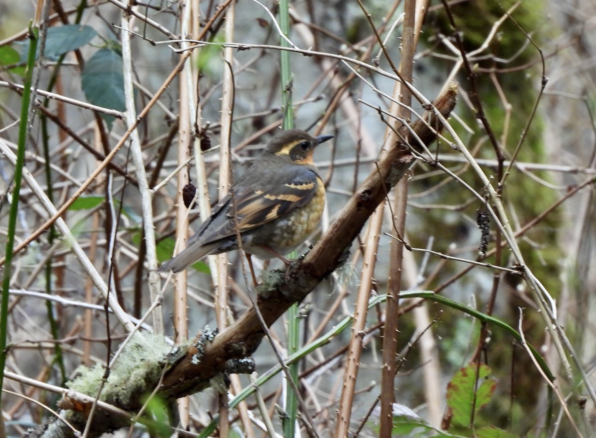 Varied Thrush - ML651595746