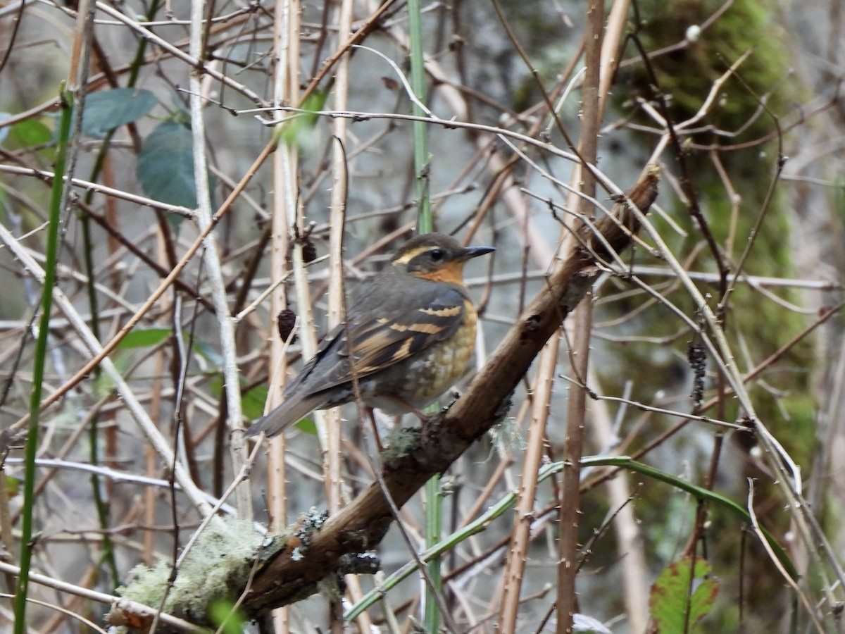 Varied Thrush - ML651595747