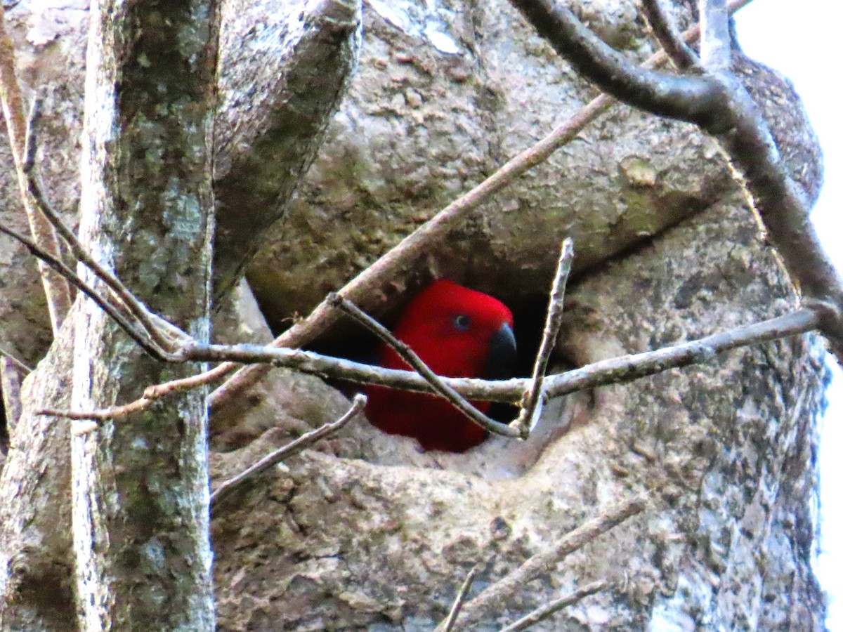 Papuan Eclectus - ML651596094