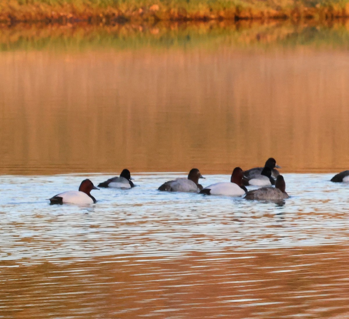 Canvasback - ML651597013