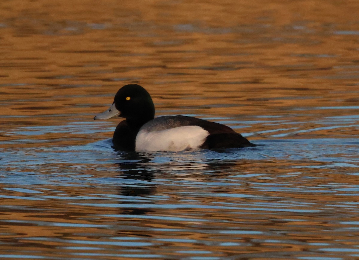 Greater Scaup - ML651597034