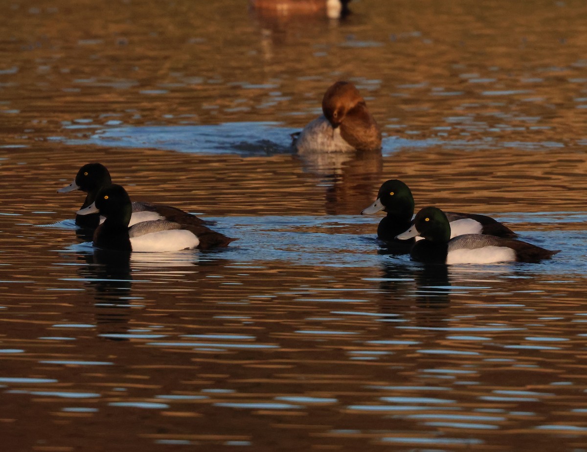 Greater Scaup - ML651597058