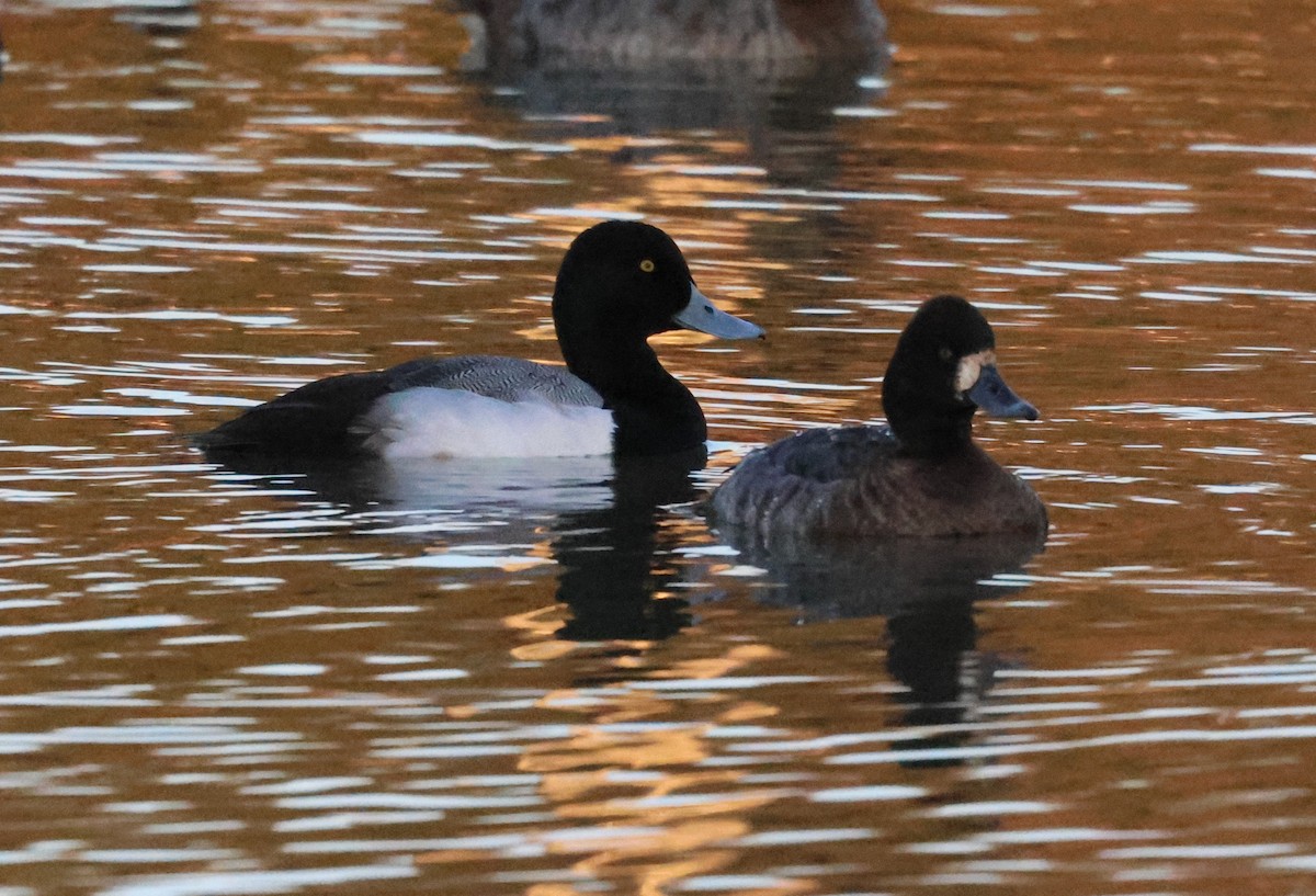 Greater Scaup - ML651597065