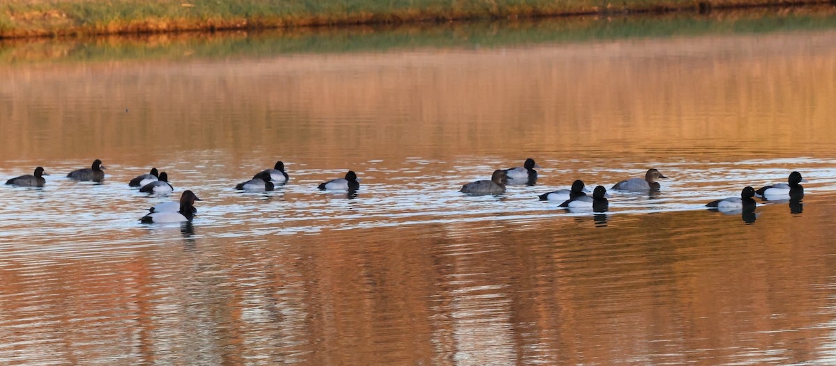 Greater Scaup - ML651597087