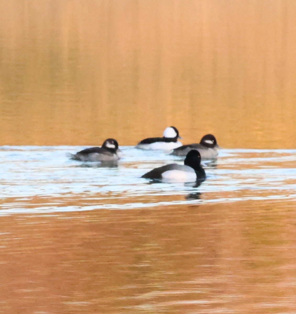 Bufflehead - ML651597101