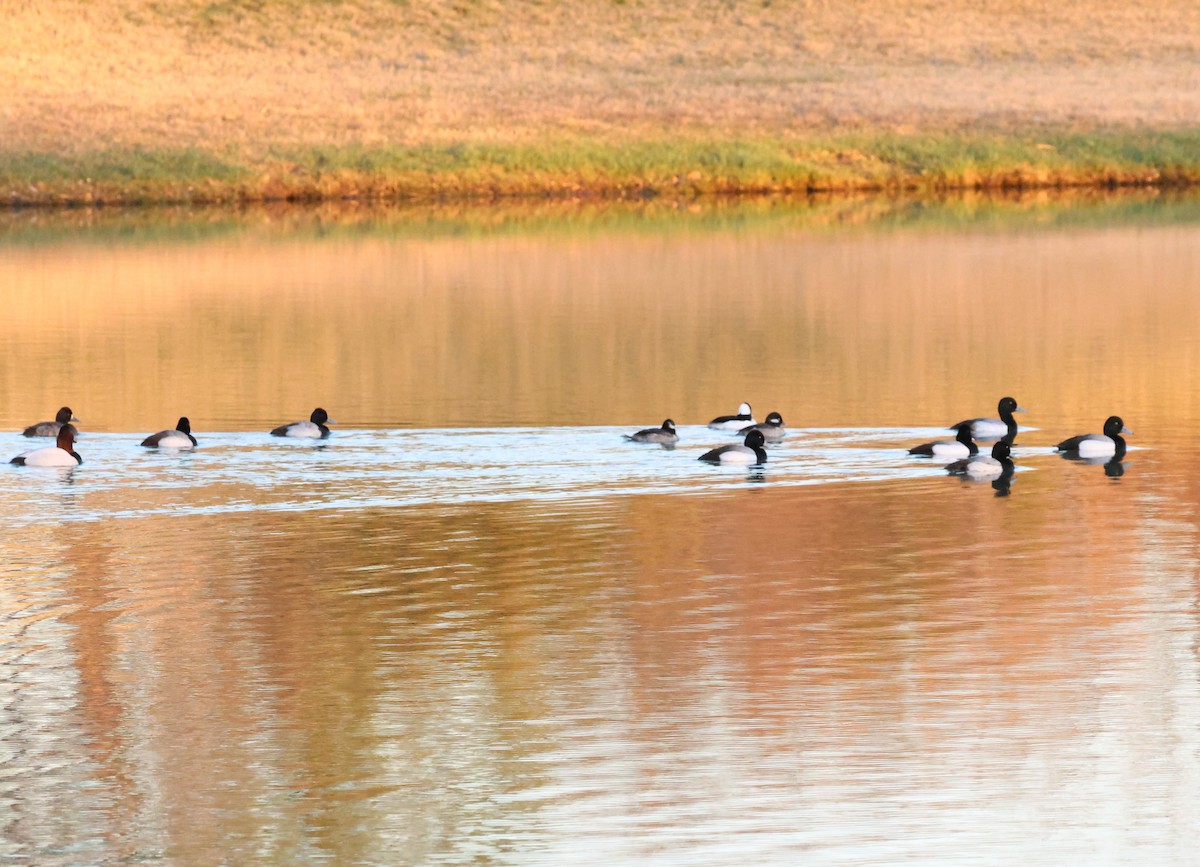 Greater Scaup - ML651597167