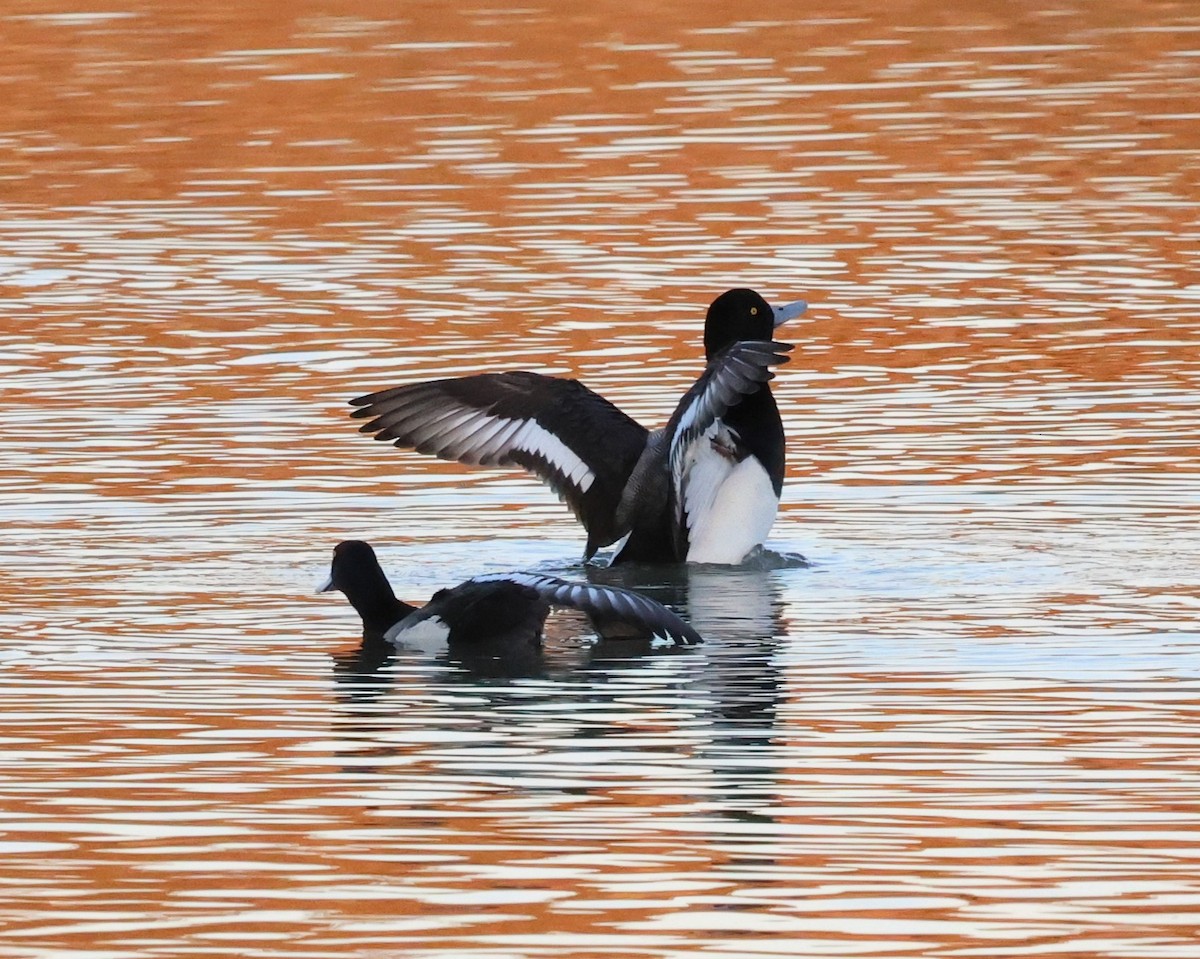 Greater Scaup - ML651597244