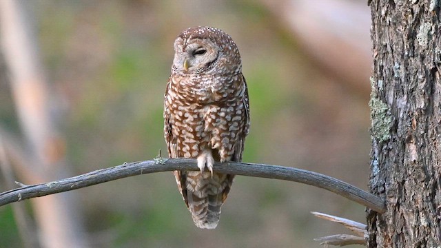 Spotted Owl - ML651597396