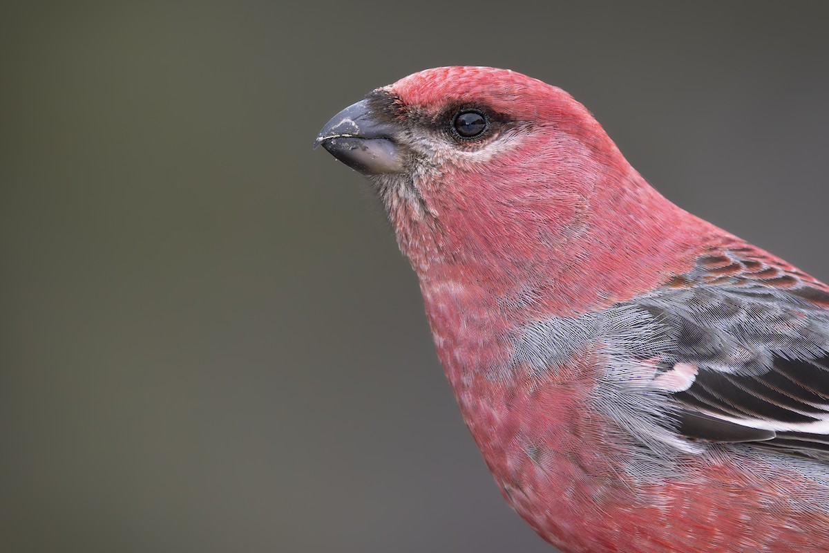 Pine Grosbeak - ML651597670