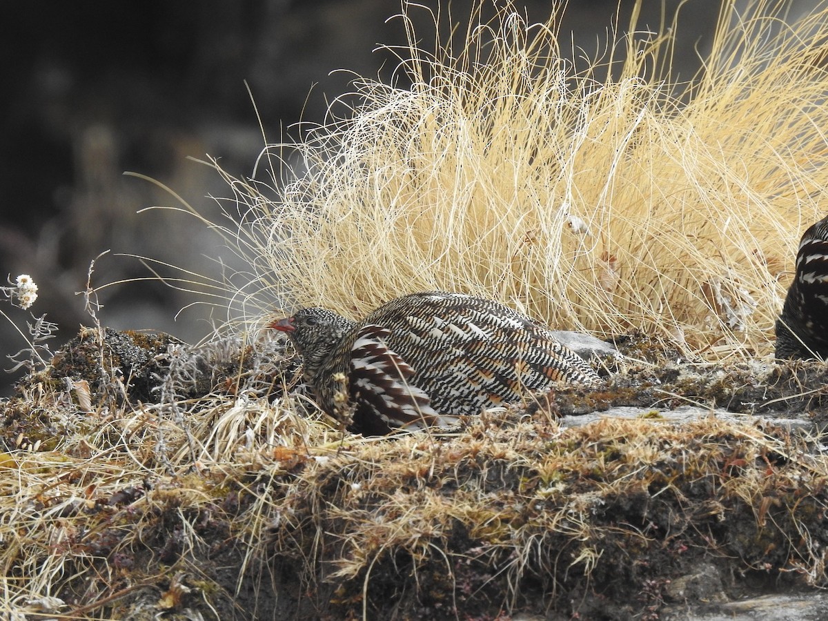 Snow Partridge - ML651597868